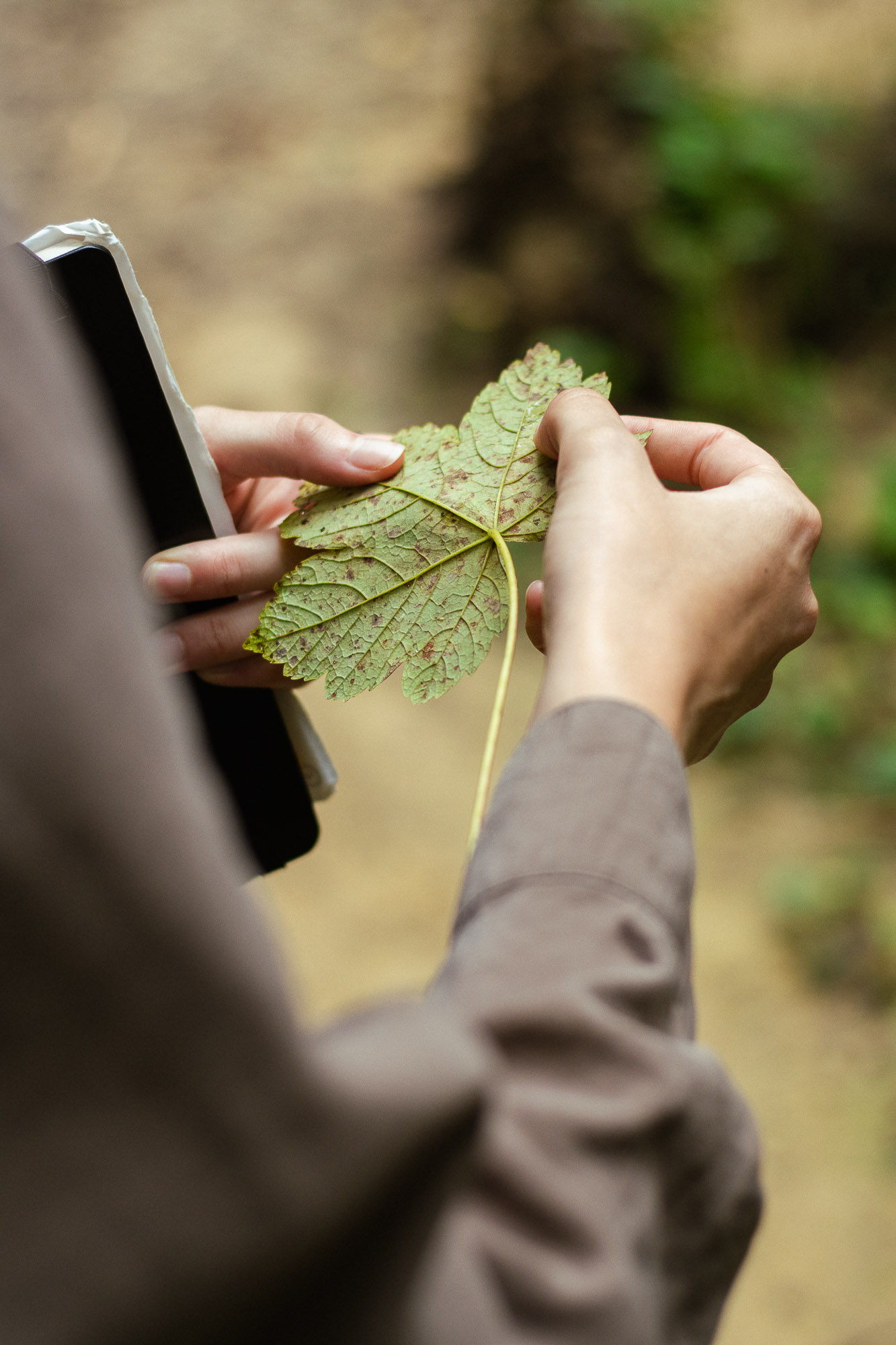 Les mains de Célestine Merckx inspectant une feuille nervurée, avec un carnet noir visible sur le coté gauche