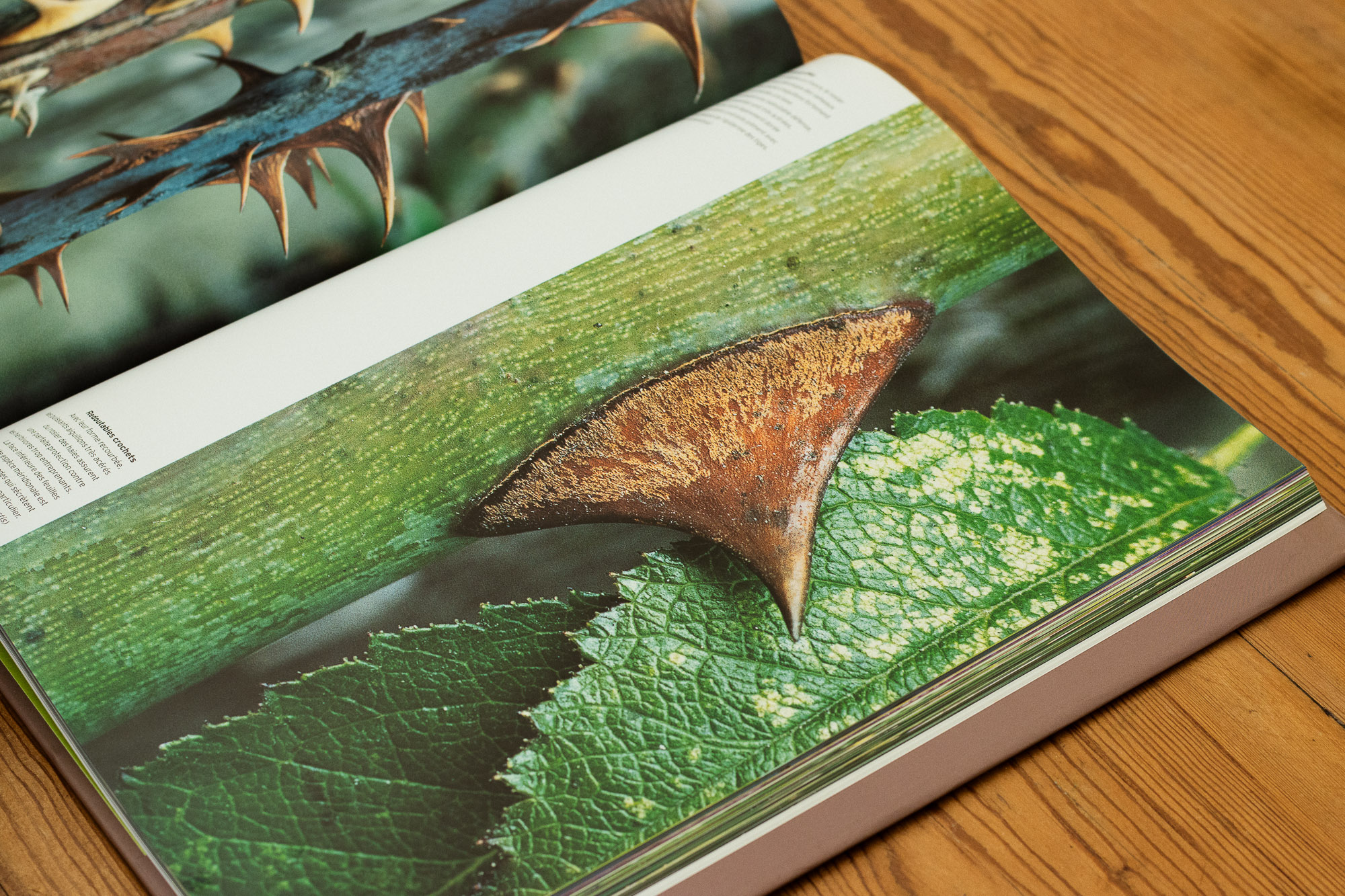 Vue d'un livre ouvert sur un table en bois, ouvert à la page des plantes dont les écorces sont munies d'épines